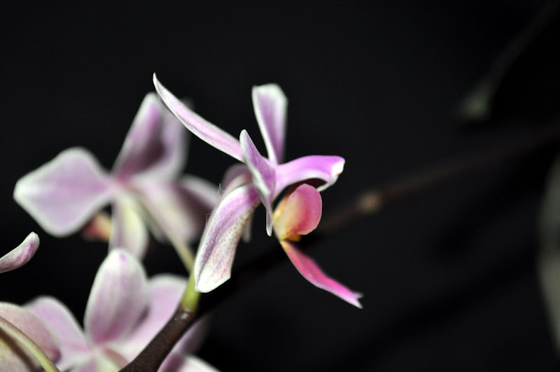 Phalaenopsis Cassandra DSC_0008
