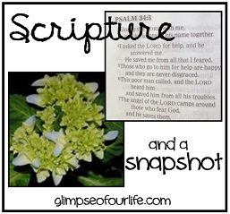 Scripture and Snapshot