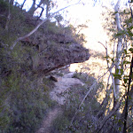 Track beneath rock (10184)