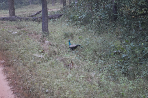 Peacock