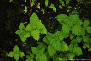 Monsoon Sinhagad Sahyadris