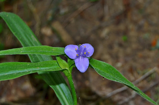 Pisgah National Forest