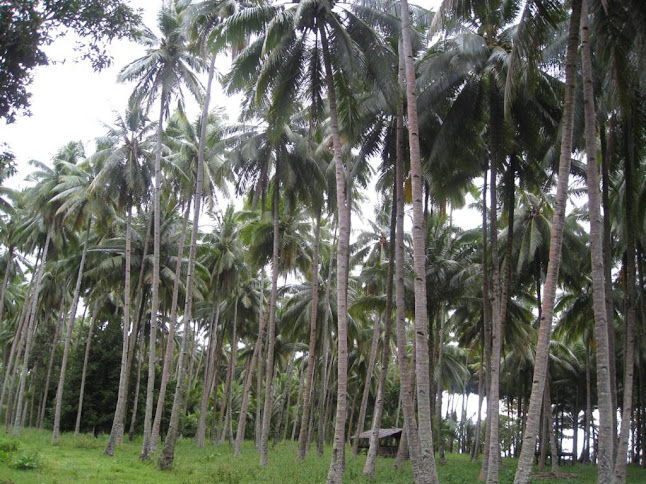 Pohon kelapa
