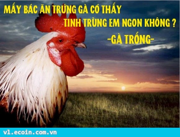 Hỏi ngu lv gà trống