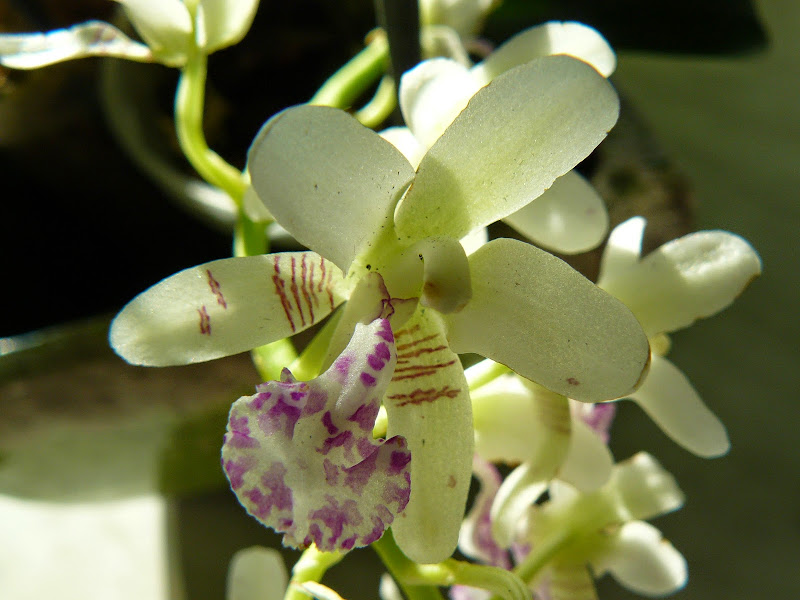 Phalaenopsis (Sedirea) japonica P1040462