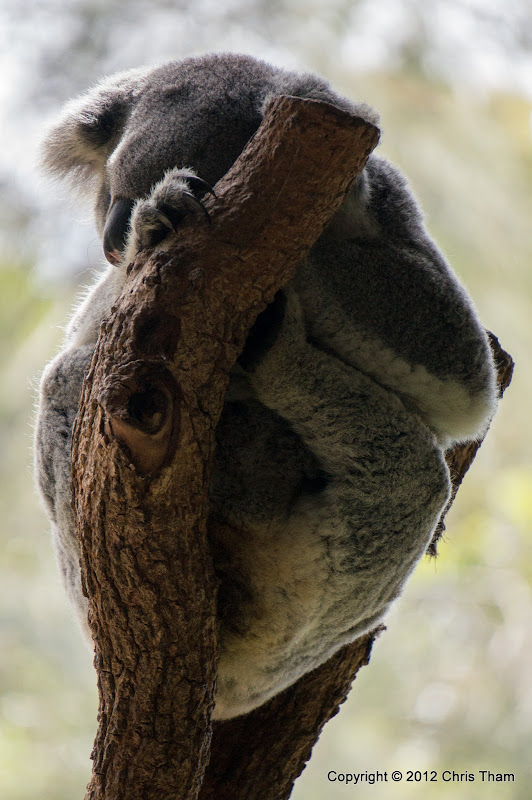 Koala Porn 27