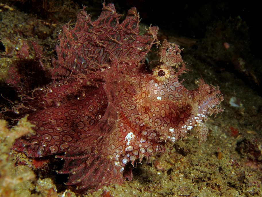 110620%252520Red%252520Rock%252520Anilao16.JPG