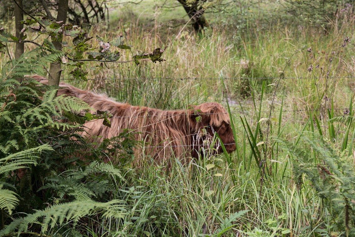 Jungtier