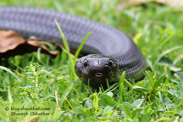 Black Cobra Snake of India