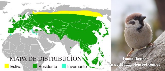 El gorrión molinero (Passer montanus) se distribuye por la mayor parte del sur de Europa y también en el norte de África. (Pardal xarrec, Gorrió barraquer, Landa-txolarre, Feldsperling, Полско врабче, Poljski vrabac, Skovspurv, Vrabec poľný, Põldvarblane, Pikkuvarpunen, Moineau friquet, Ringmus, Mezei veréb, Eurasian Tree Sparrow, Tree Sparrow, German Sparrow, Passera mattugia, Passero mattugio, Karklažvirblis, Beytika dahlan, Beytika çiyê, Pilfink, Mazurek, Wróbel mazurek, Wróbel polny, Pardal-montês, Vrabec Polin, Полевой воробей, นกกระจอกบ้าน, Orman serçesi, Горобець польовий) El gorrión molinero (Passer montanus) se distribuye por la mayor parte del sur de Europa y también en el norte de África. (Pardal xarrec, Gorrió barraquer, Landa-txolarre, Feldsperling, Полско врабче, Poljski vrabac, Skovspurv, Vrabec poľný, Põldvarblane, Pikkuvarpunen, Moineau friquet, Ringmus, Mezei veréb, Eurasian Tree Sparrow, Tree Sparrow, German Sparrow, Passera mattugia, Passero mattugio, Karklažvirblis, Beytika dahlan, Beytika çiyê, Pilfink, Mazurek, Wróbel mazurek, Wróbel polny, Pardal-montês, Vrabec Polin, Полевой воробей, นกกระจอกบ้าน, Orman serçesi, Горобець польовий)