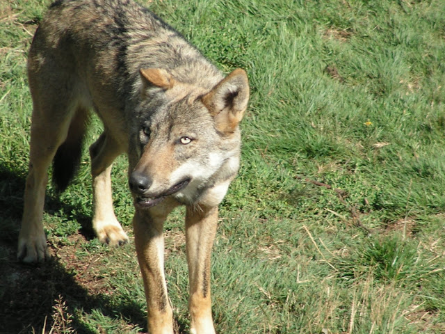 Les Loups de Chabrière PICT0507