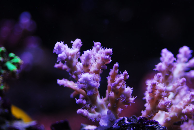 coral20110527-04.jpg
