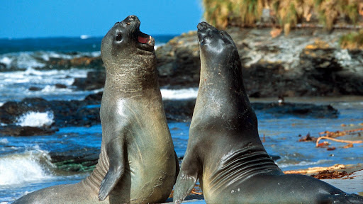 Elephant Seals, Falkland Islands.jpg