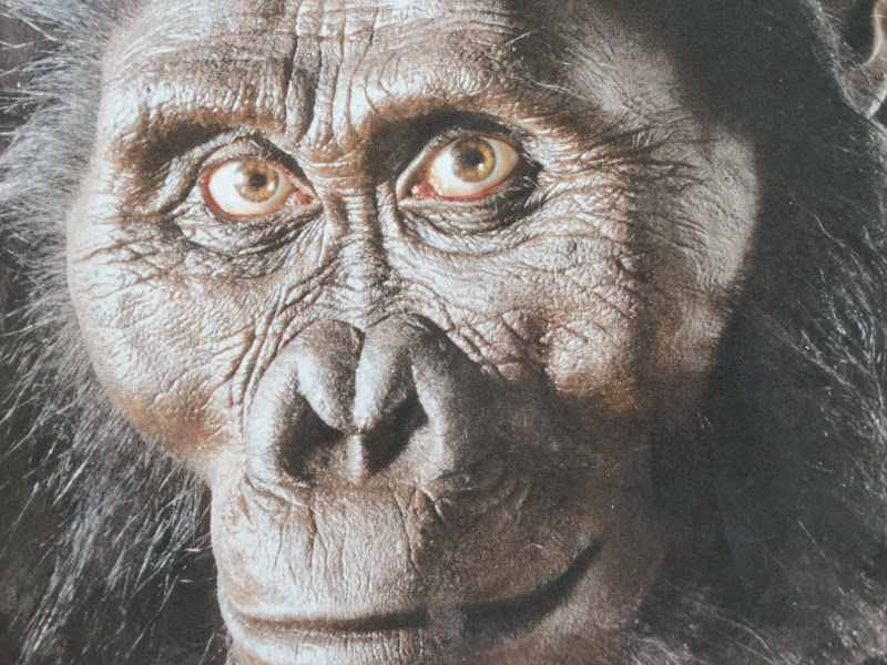 Австралопитек афарский. Australopithecus Afarensis. Australopithecus Afarensis (австралопитек афарский).