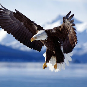 صور طيور American-eagle