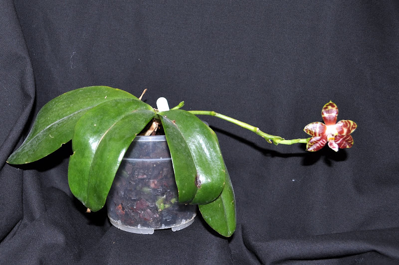 Phalaenopsis amboinensis DSC_0019