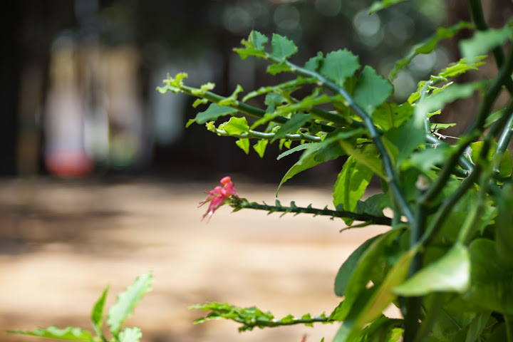 Шри-Ланка: на машине 1 100 км,  фото без комментариев, март-апрель 2013г.