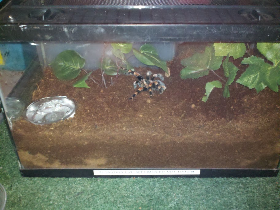 How can I keep humidity up in my terrarium, while avoiding mold growth?? |  Arachnoboards