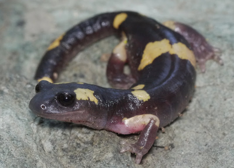Tejon Ranch: April 6, 2013 - Field Herp Forum