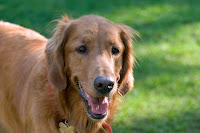 Robbie (Golden Retriever)