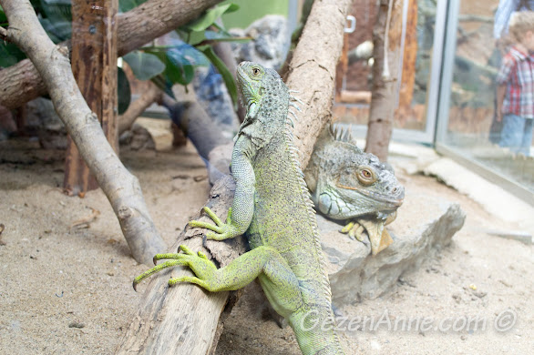 Darıca Hayvanat Bahçesi'nde, iguanalar