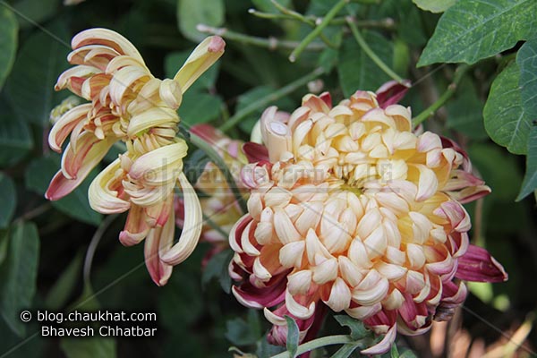 Chrysanthemum flowers - Guldaudi flowers