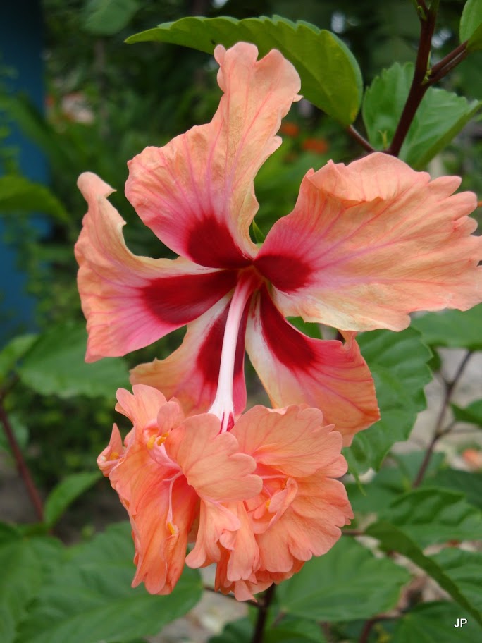 DSC00019-1.JPG