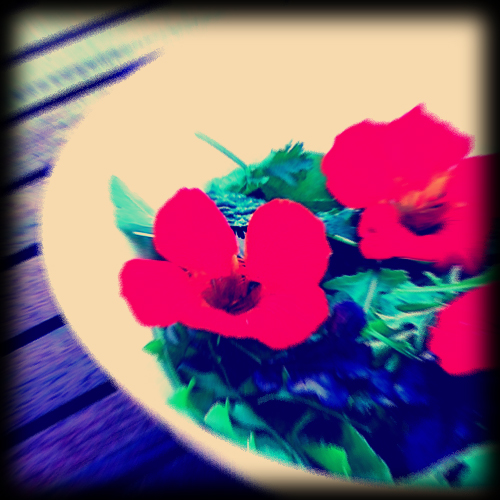 fake Instagram of salad with nasturtiums