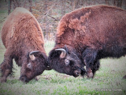 Bison rutting near Simmons wildlife park, near Omaha, NE. The Walking Tourists