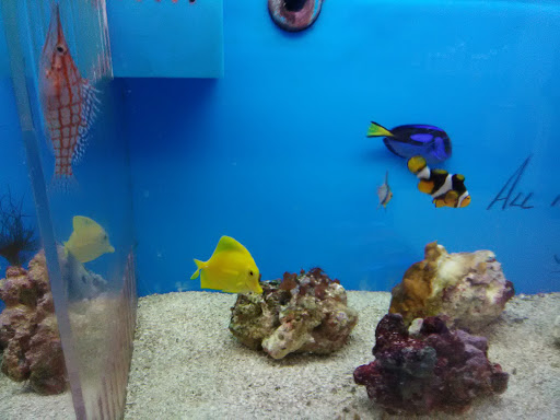Pet Store «Ultimate Aquarium», reviews and photos, 217 W Main St, Visalia, CA 93291, USA