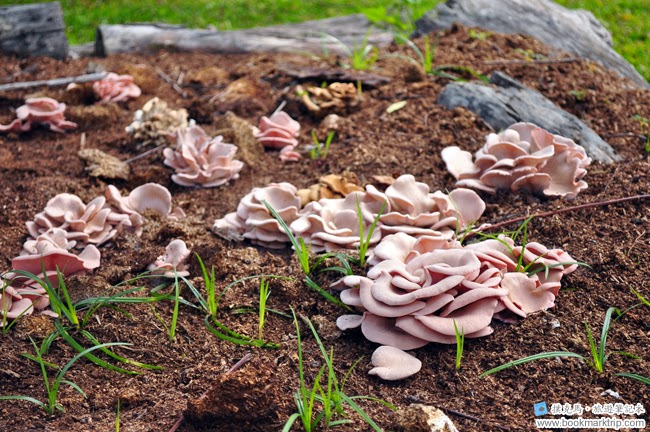 魔菇部落生態休閒農場玫瑰粉紅菇