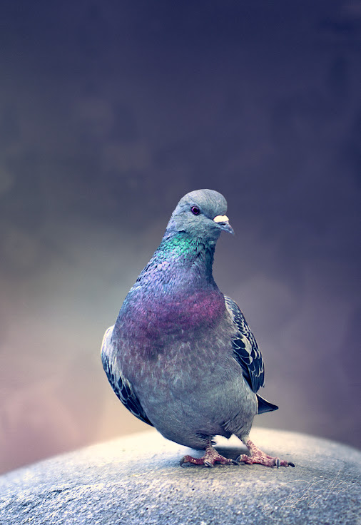 posted image
