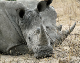 Wildlife Photos of Rhino (Mala Mala, South Africa)