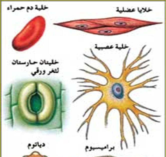 اي العضيات تقوم بعمليه التنفس وعمليه البناء الضوئي على الترتيب