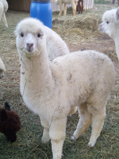 Les Alpagas de Bourbouton