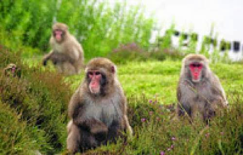 Highland Wildlife Park Not Being Prosecuted For Monkey Deaths