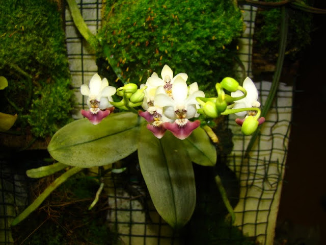 Phalaenopsis parishii 002