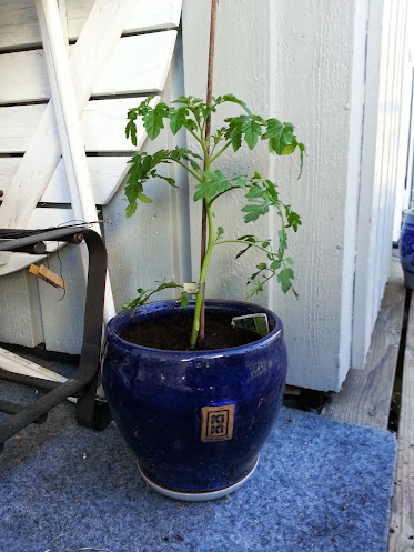 Beskjære tomatplanten - Foreldreportalen