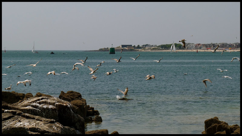 une côte sauvage pour la 3 P1090404