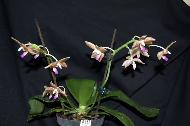 Phalaenopsis Kenanga [Mise à jour photos] DSC_0002