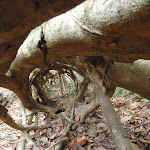 Inside the Strangler Fig Tube (226264)