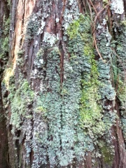 Moss and tree bark texture