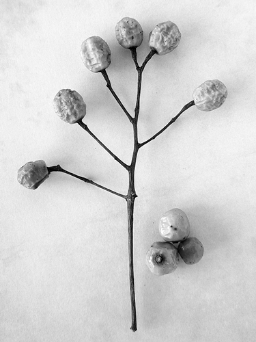 still nature photos, still life, black and white, fotografias de natureza morta, ruimnm
