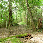 Mossy and cool environement on the north side of Palm Grove NR (369766)