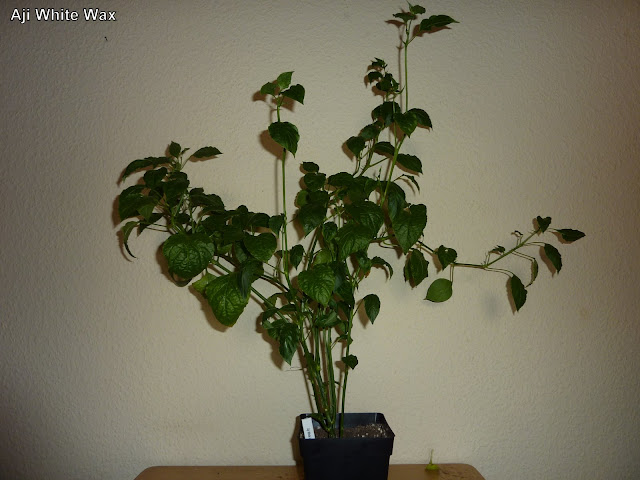 P1090059.JPG