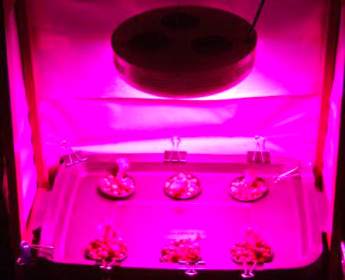 Led Ufo Grow Lamp And Aeroponic Garden