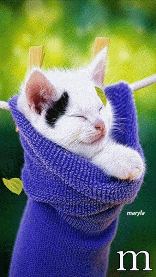oo_O8San9gw%2B%281%29.gif