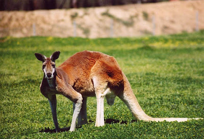 Kangaroos vrs Drones: 1 to Zero