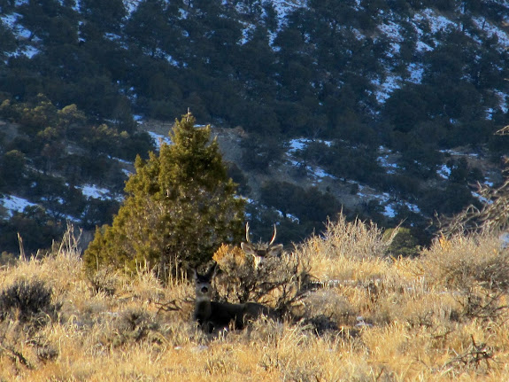 Deer hiding in the sagebrush