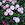 Flower Collection